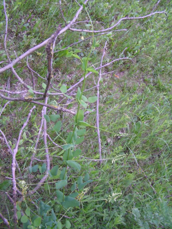 Image of Vicia pisiformis specimen.