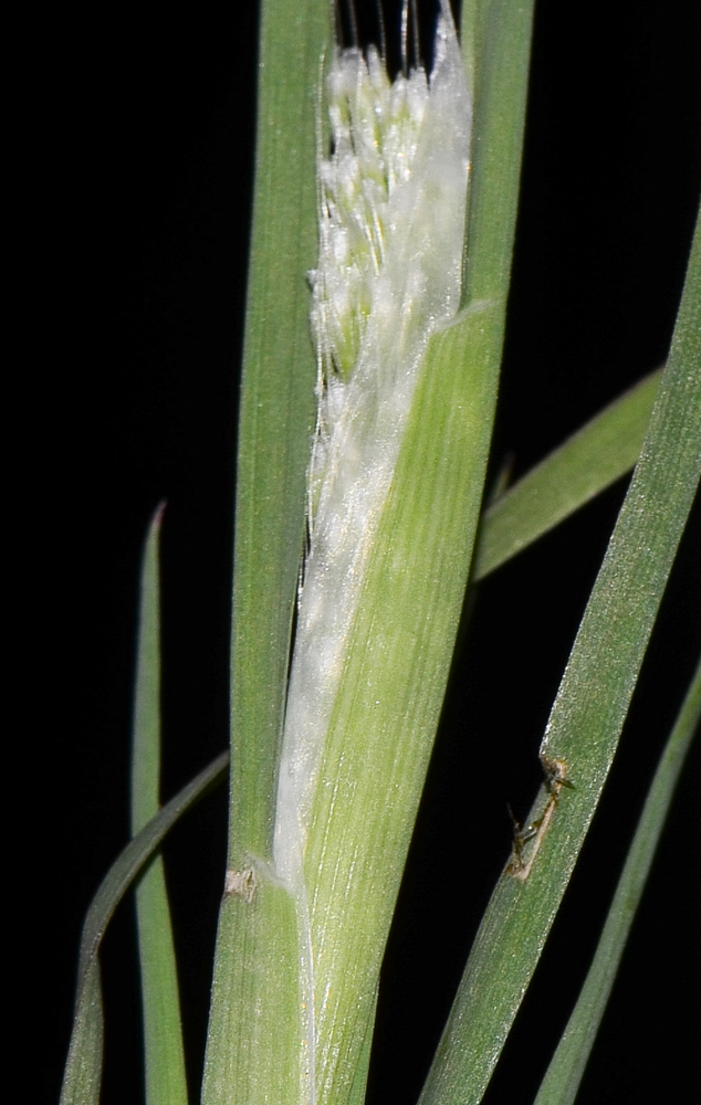 Image of Lamarckia aurea specimen.