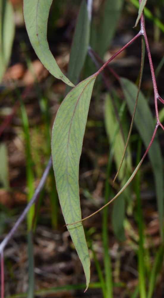 Image of Eucalyptus caesia specimen.