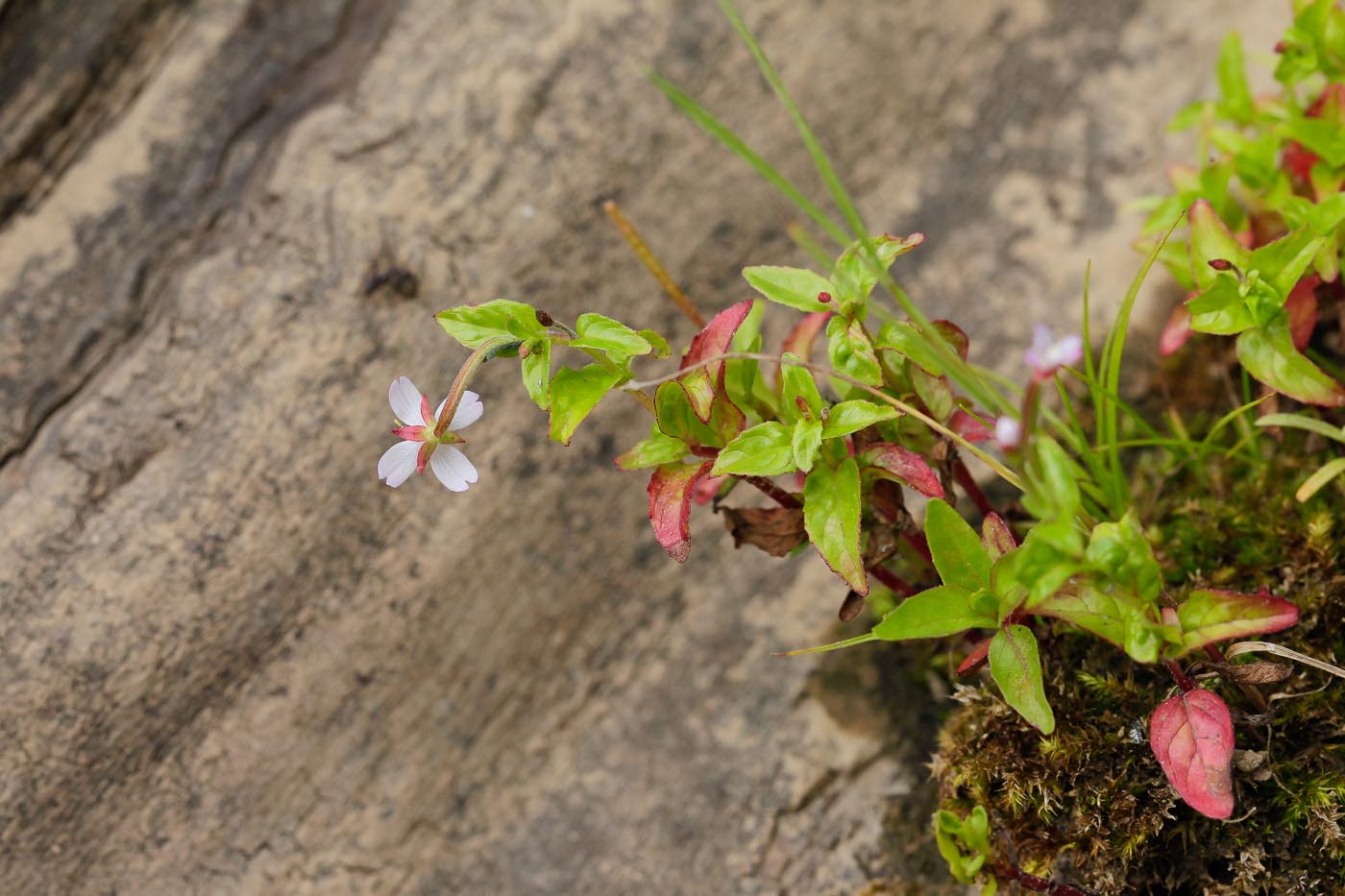 Изображение особи Epilobium adenocaulon.