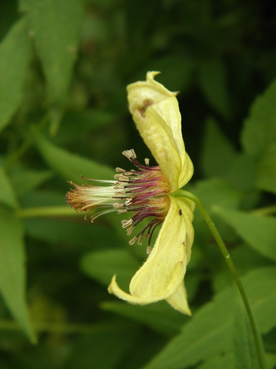 Image of Clematis serratifolia specimen.