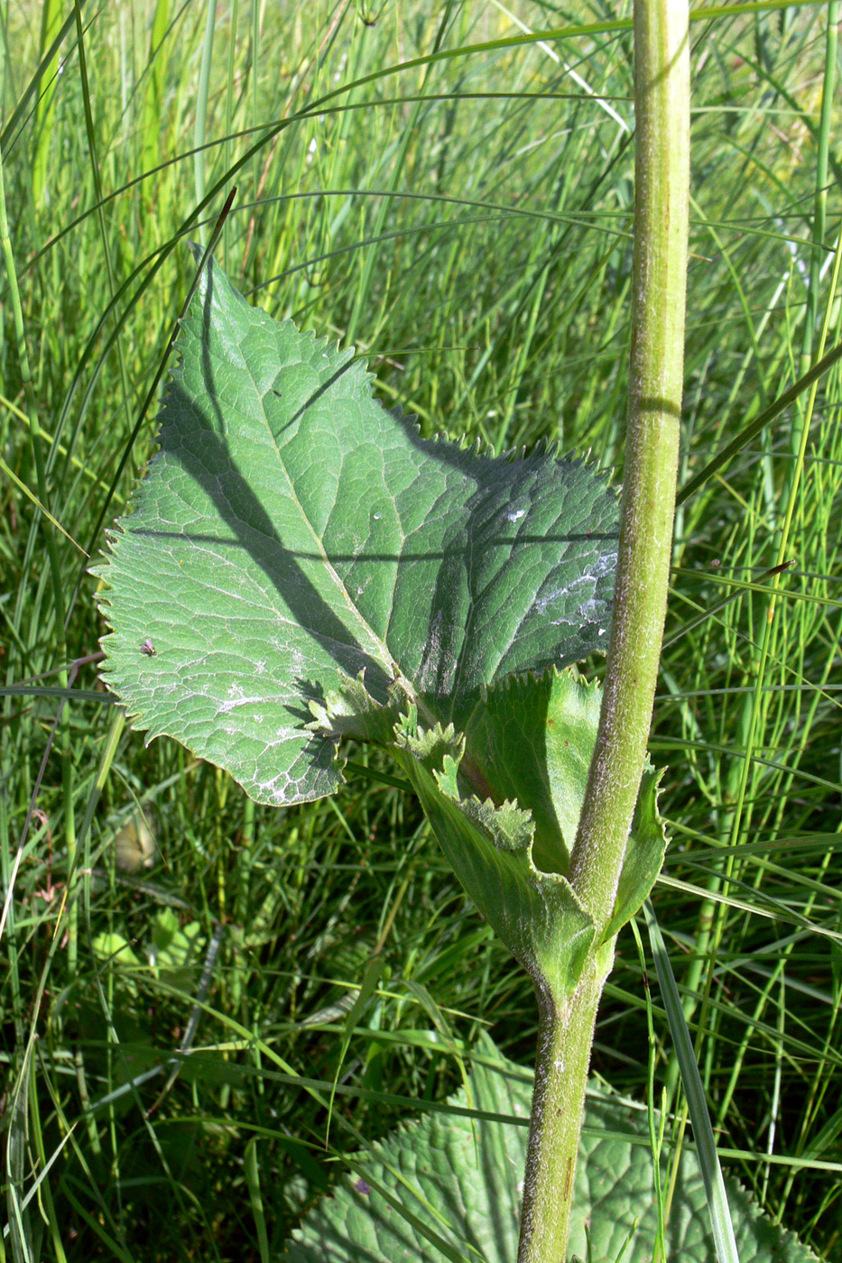 Image of Ligularia fischeri specimen.