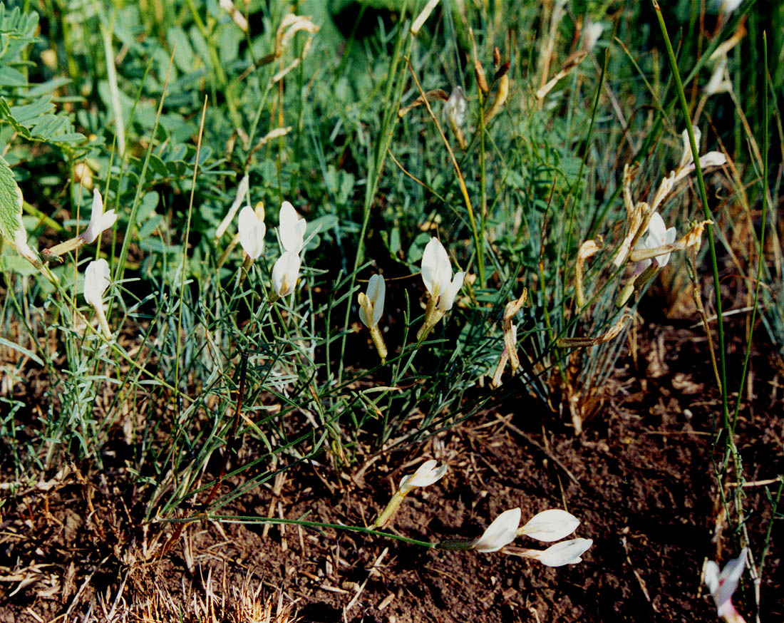 Image of Astragalus ucrainicus specimen.