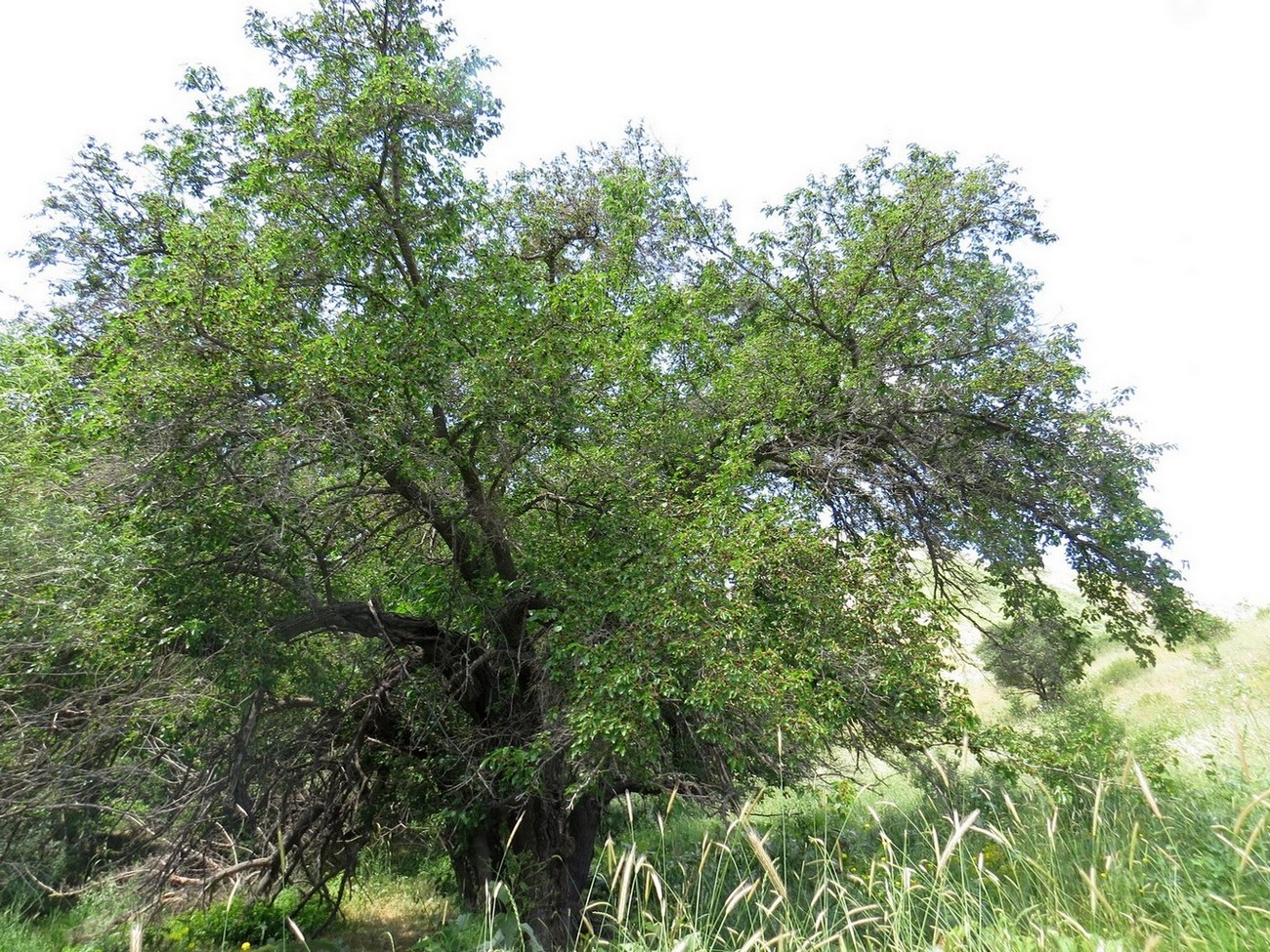 Image of Morus alba specimen.