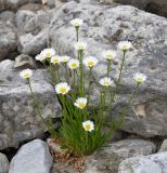 Erigeron silenifolius. Цветущее растение. Красноярский край, Таймырский Долгано-Ненецкий р-н, среднее течение р. Котуй, окр. ручья Кугда-Юрях, каменистый берег. 12.07.2016.