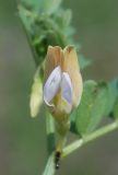 Vicia hyrcanica