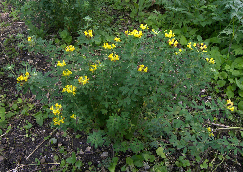 Image of Chamaecytisus glaber specimen.