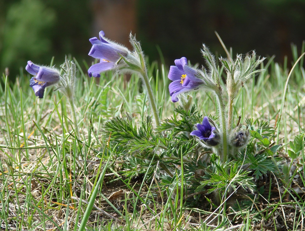 Image of Pulsatilla regeliana specimen.