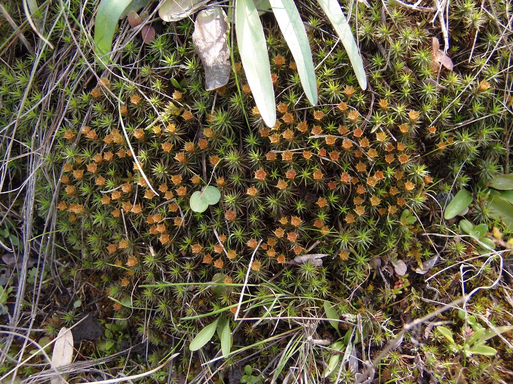 Изображение особи Polytrichum juniperinum.