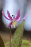 Erythronium sibiricum