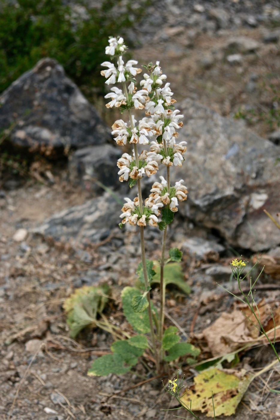 Image of Phlomoides stellata specimen.