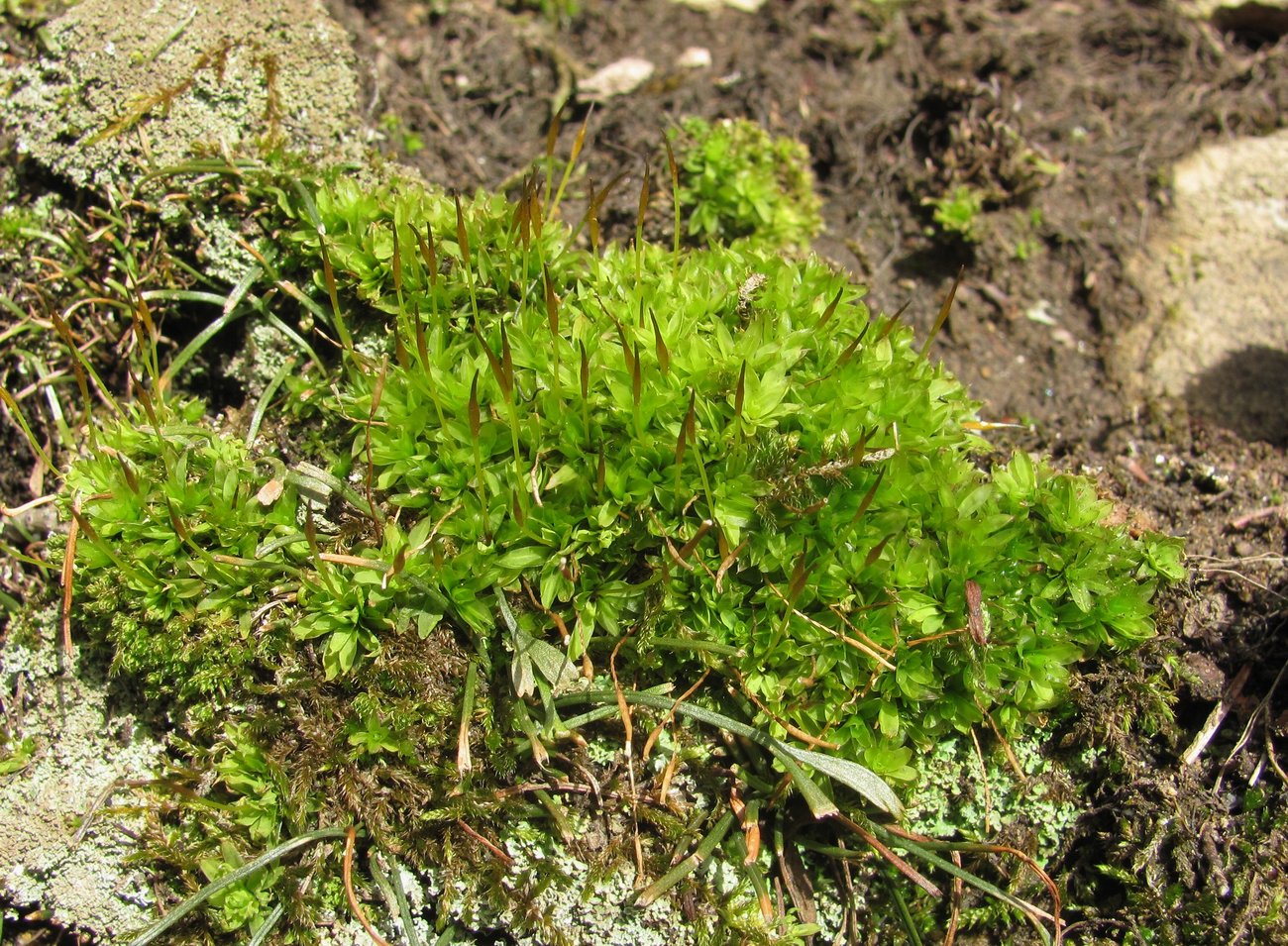 Image of Tortula mucronifolia specimen.