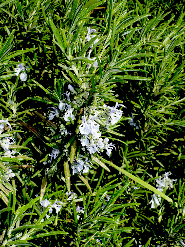 Image of Rosmarinus officinalis specimen.