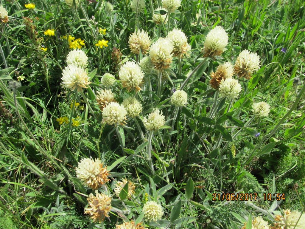 Image of Trifolium trichocephalum specimen.