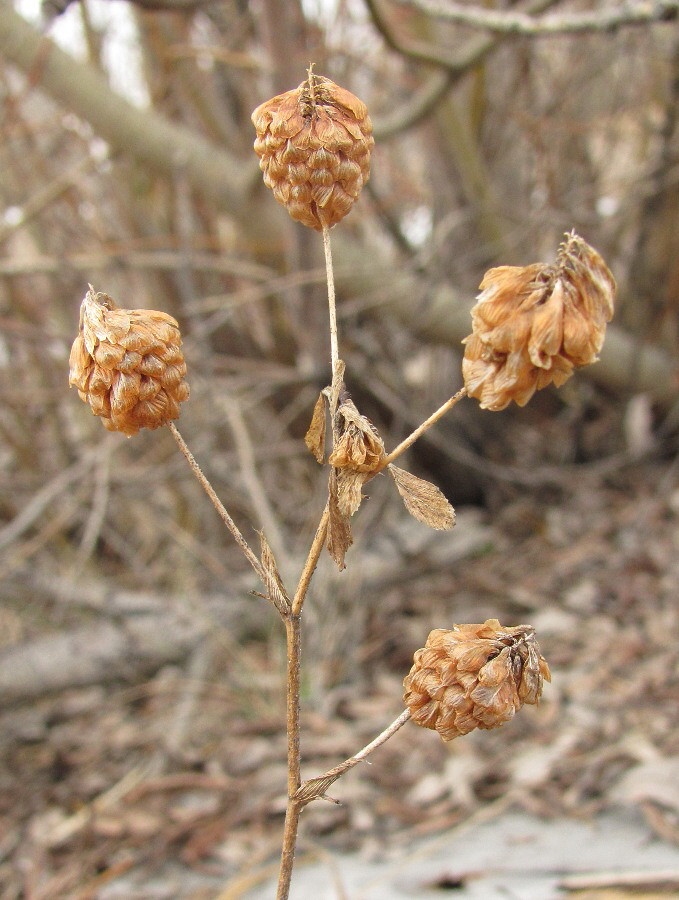 Изображение особи Trifolium aureum.