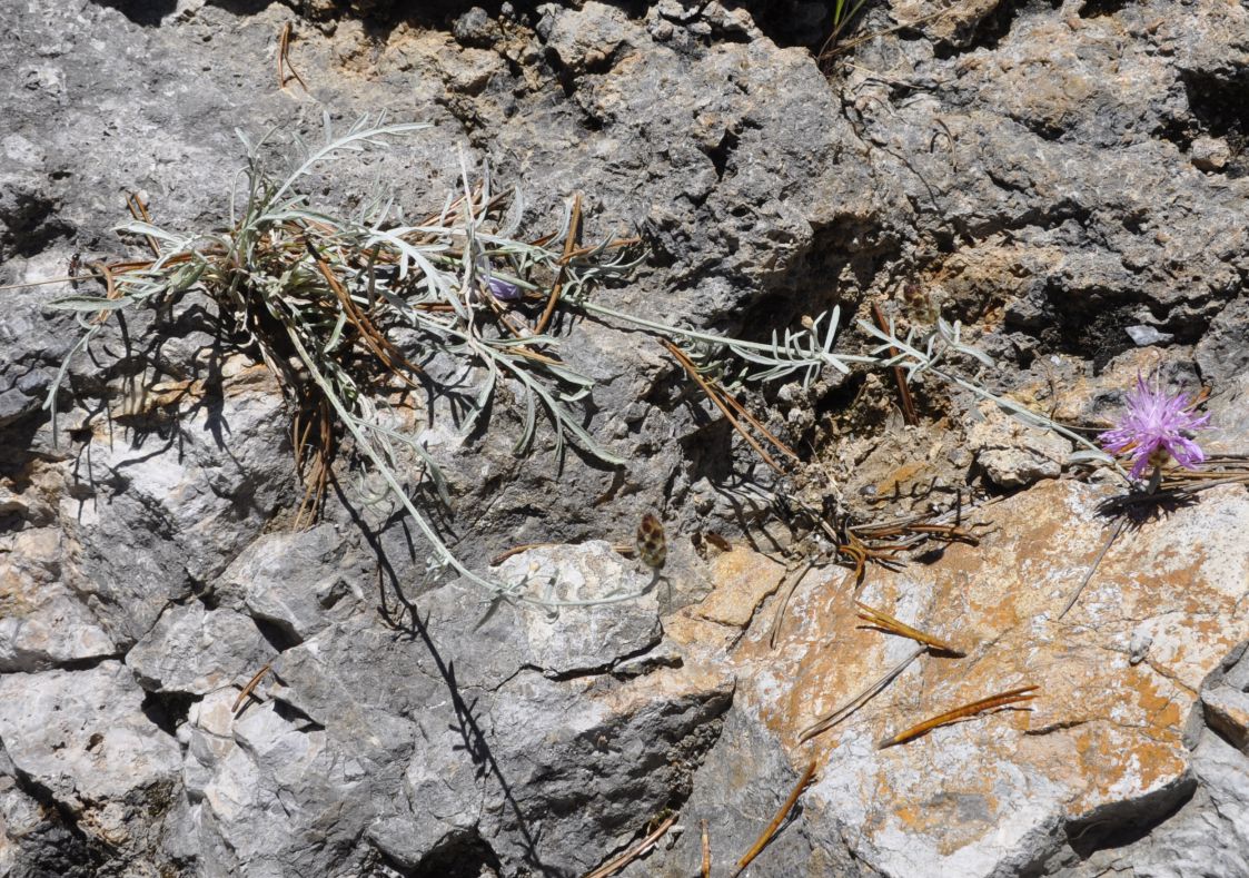 Image of Centaurea affinis specimen.