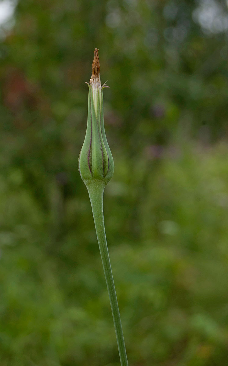 Image of Tragopogon pratensis specimen.