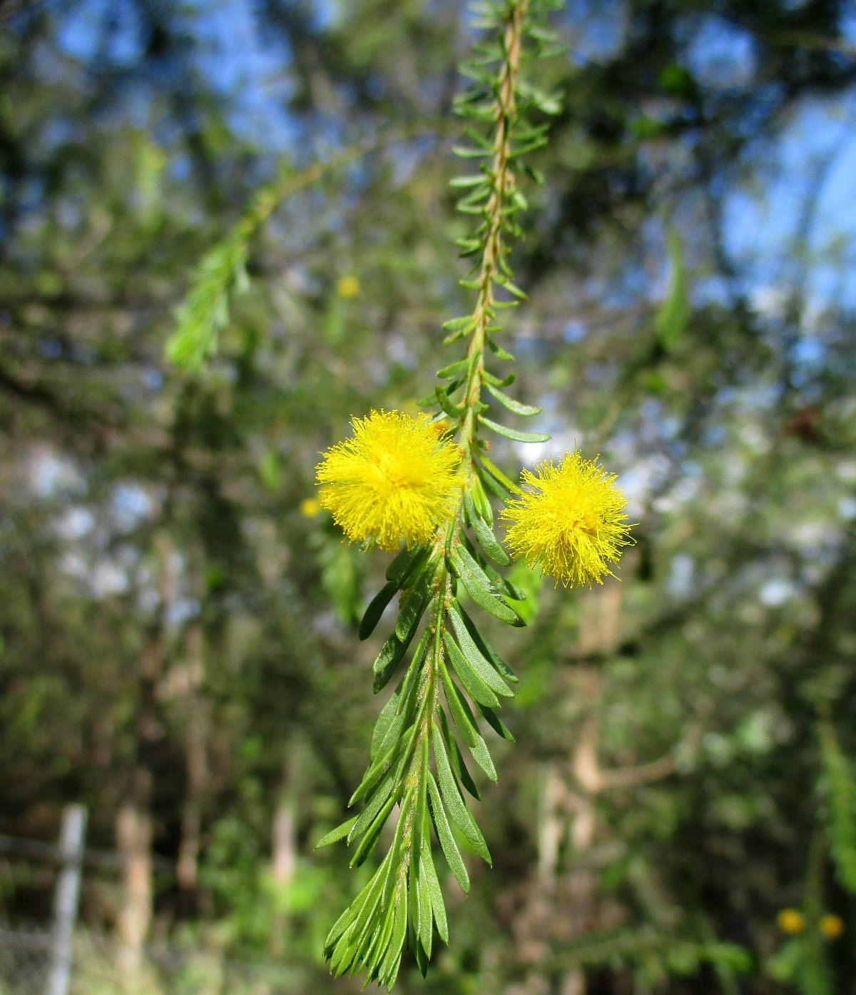 Image of Acacia conferta specimen.