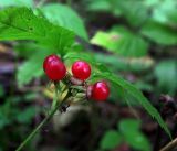 Rubus saxatilis. Соплодие с созревшими плодами. Московская обл., Раменский р-н, окр. ж.-д. платформы Хрипань, смешанный лес у ЛЭП. 04.09.2017.