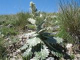 Cousinia pseudoaffinis. Бутонизирующее растение. Южный Казахстан, хребет Сырдарьинский Каратау, верх перевала Турлан. 9 мая 2017 г.