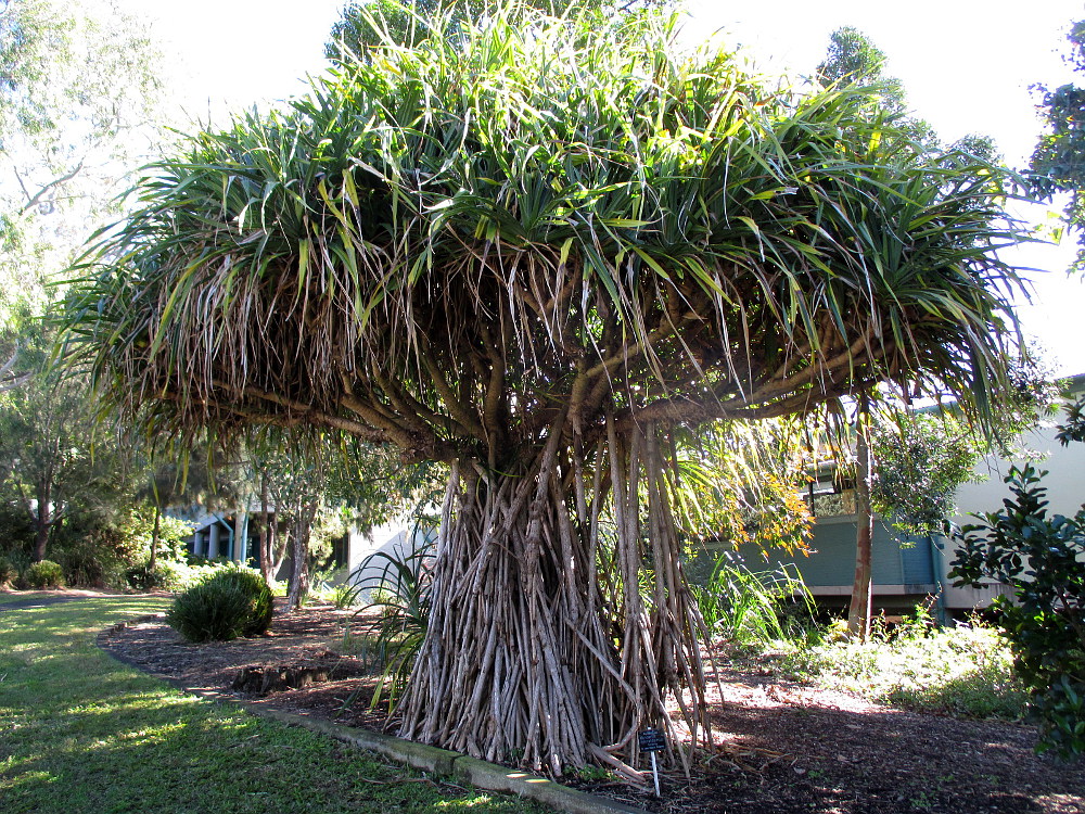 Image of Pandanus odorifer specimen.