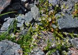 Stellaria brachypetala. Цветущие растения. Таджикистан, Фанские горы, перевал Талбас, ≈ 3500 м н.у.м., каменистый склон. 01.08.2017.
