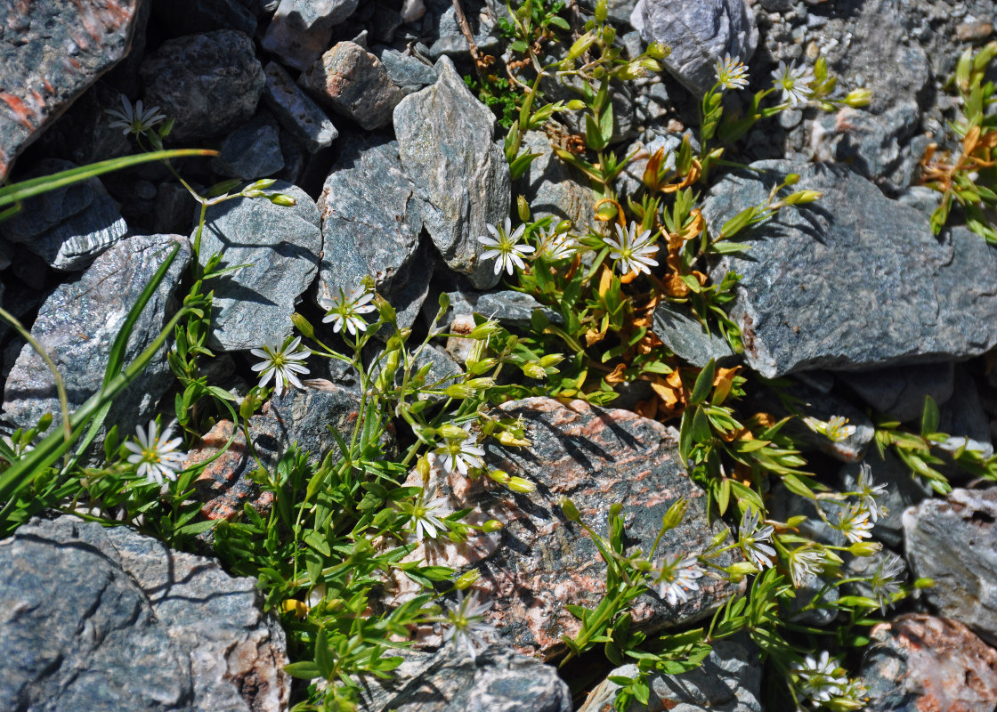 Изображение особи Stellaria brachypetala.