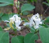 Lonicera xylosteum