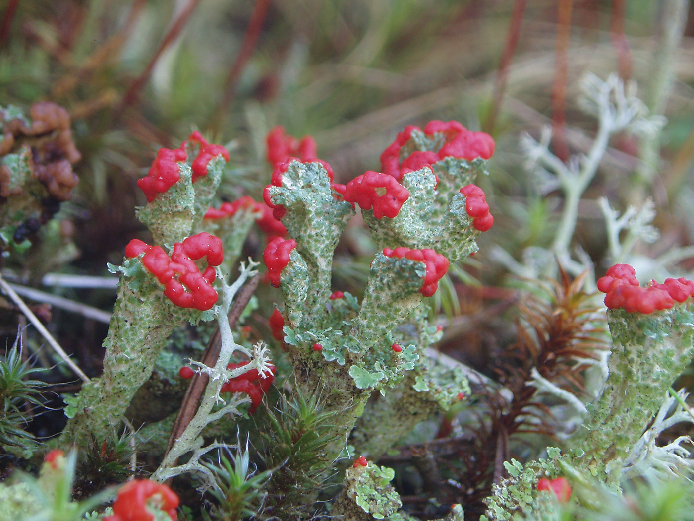 Image of genus Cladonia specimen.