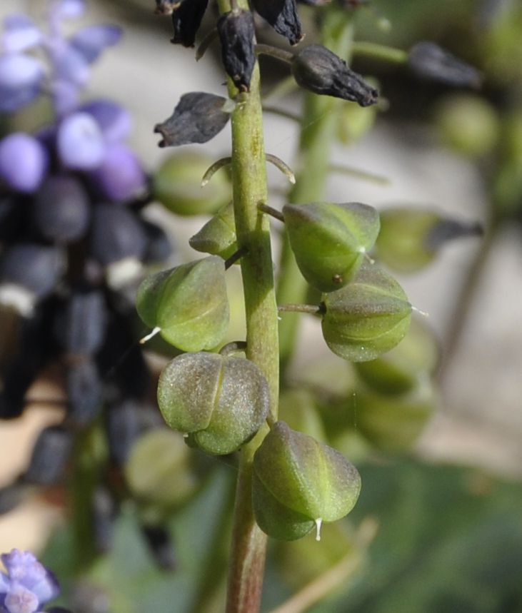 Image of Muscari pulchellum specimen.