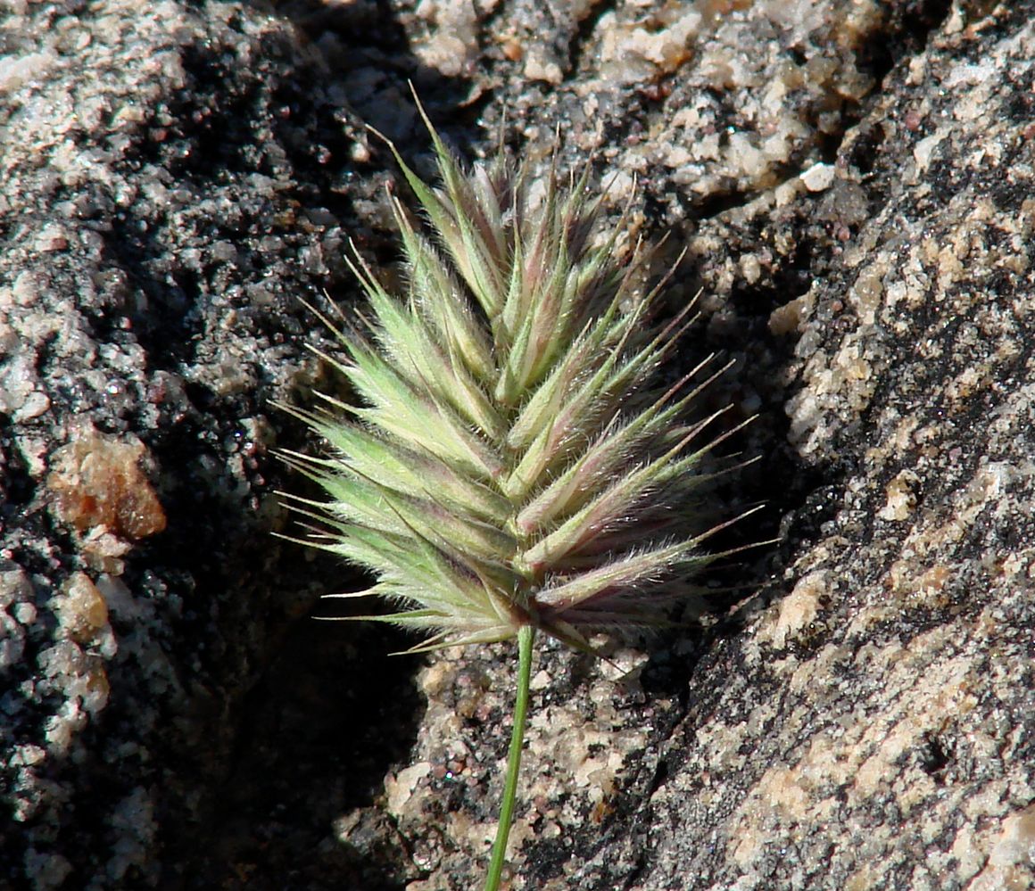 Image of genus Agropyron specimen.