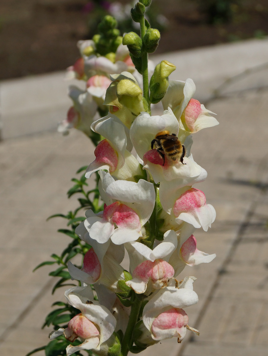 Image of Antirrhinum majus specimen.