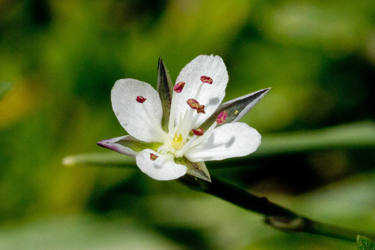 Image of Bufonia stricta specimen.