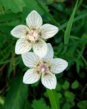 Parnassia palustris. Цветки. Якутия, Мирнинский р-н, окр. пос. Светлый, заболоченный участок. 31.07.2009.