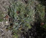 Banksia blechnifolia