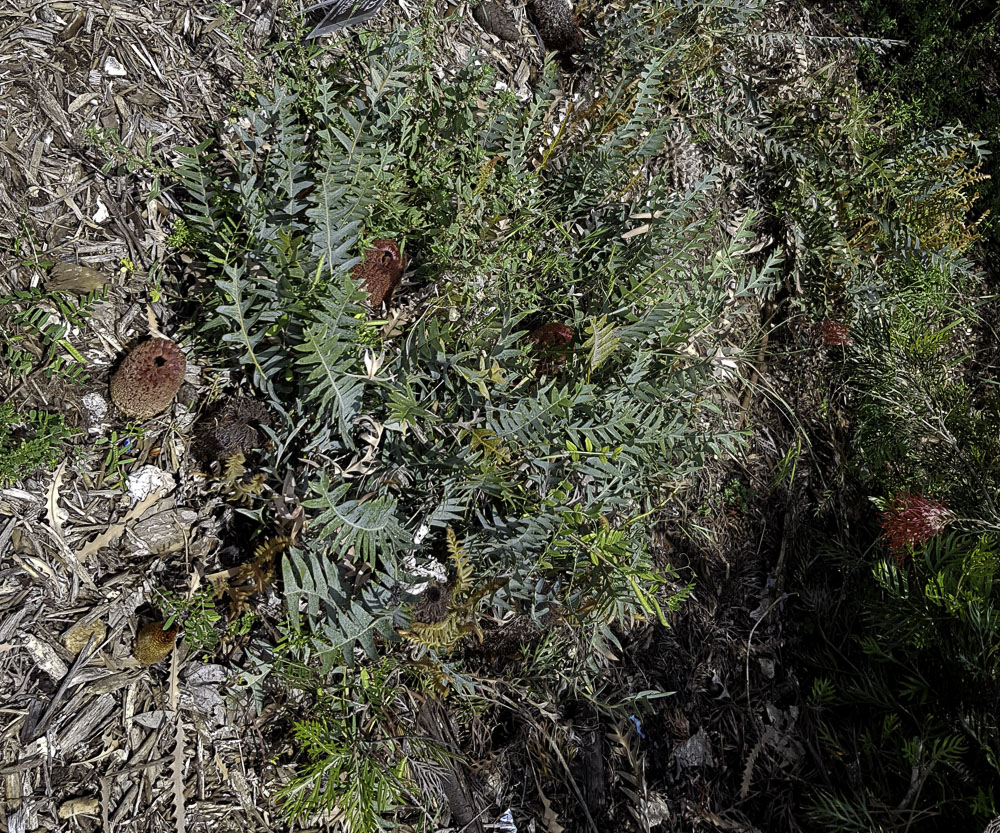 Image of Banksia blechnifolia specimen.