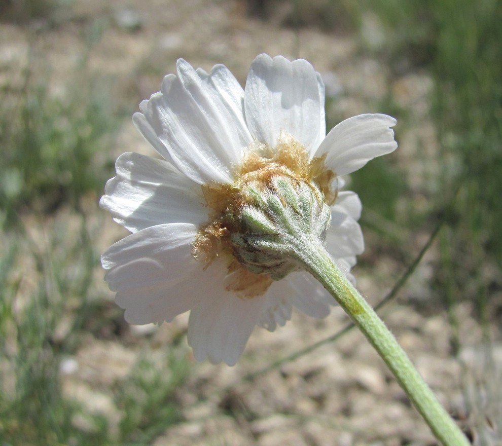 Изображение особи Anthemis fruticulosa.