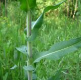 Image of taxon representative. Author is Владимир Свириденко