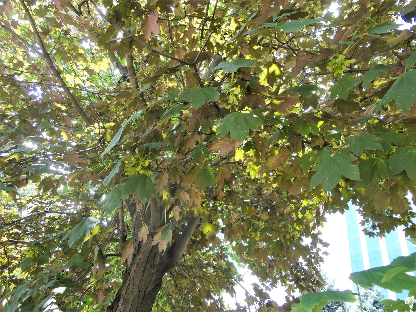 Image of Acer pseudoplatanus specimen.