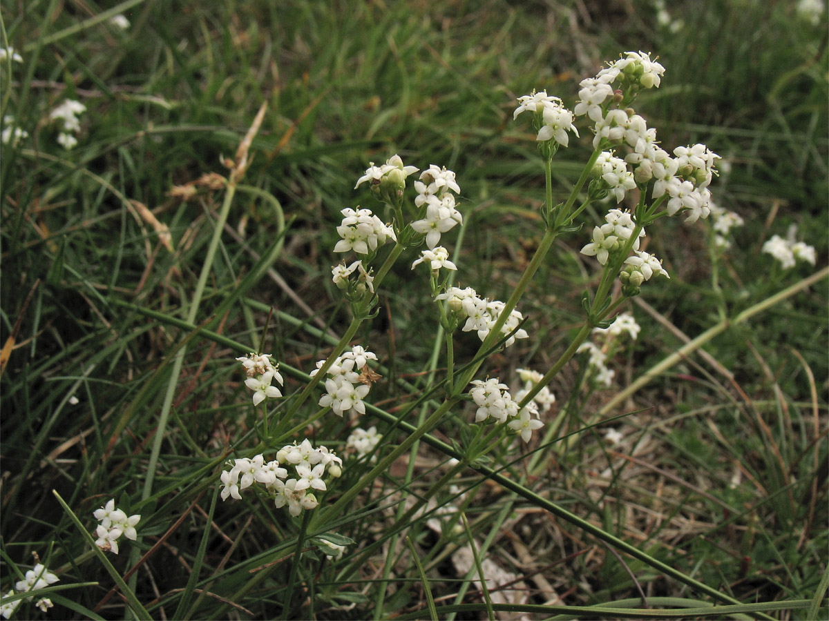 Image of Galium saxatile specimen.