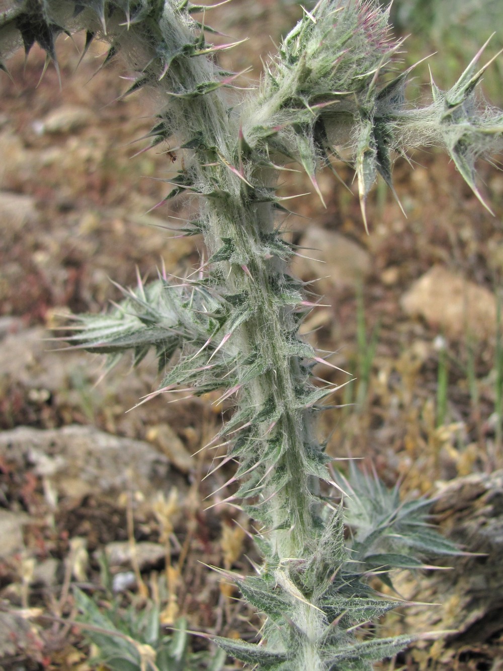 Image of Carduus uncinatus specimen.