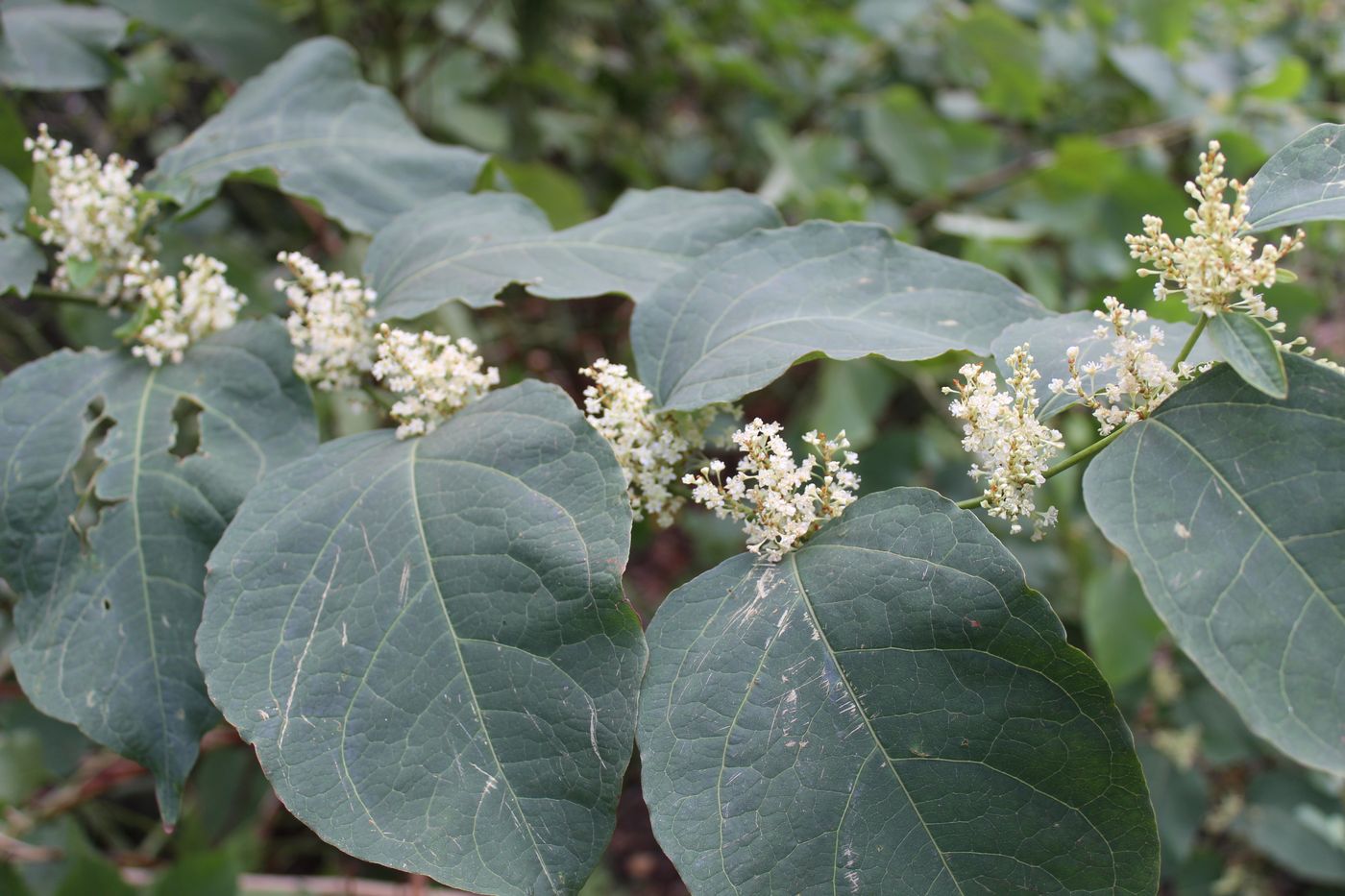 Image of Reynoutria japonica specimen.