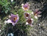 Pulsatilla multifida