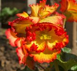 Begonia × tuberhybrida