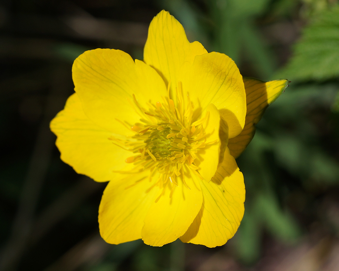 Image of Trollius riederianus specimen.