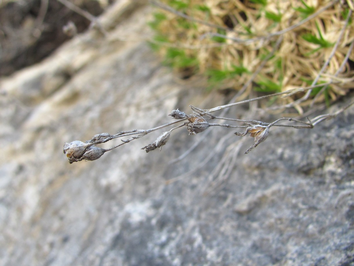 Image of Gypsophila tenuifolia specimen.