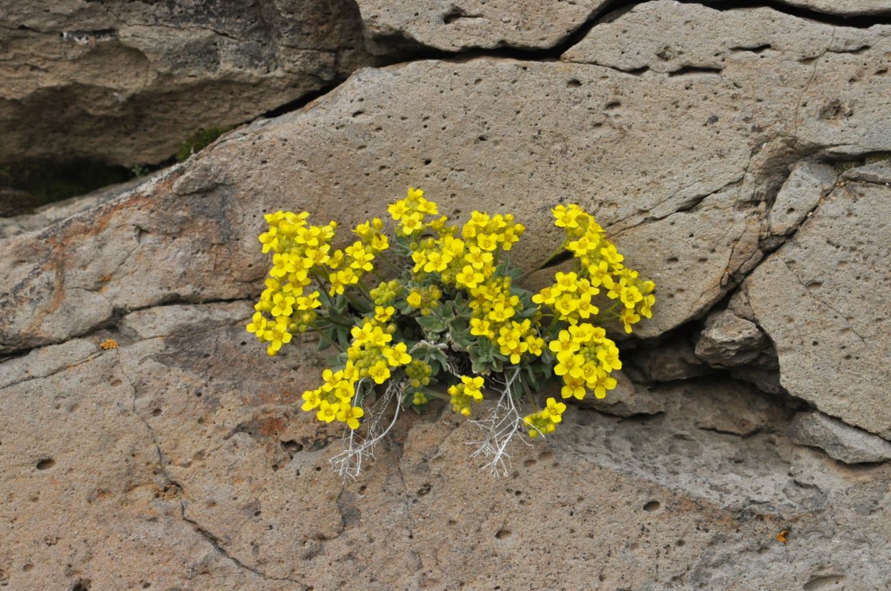 Изображение особи Draba rosularis.