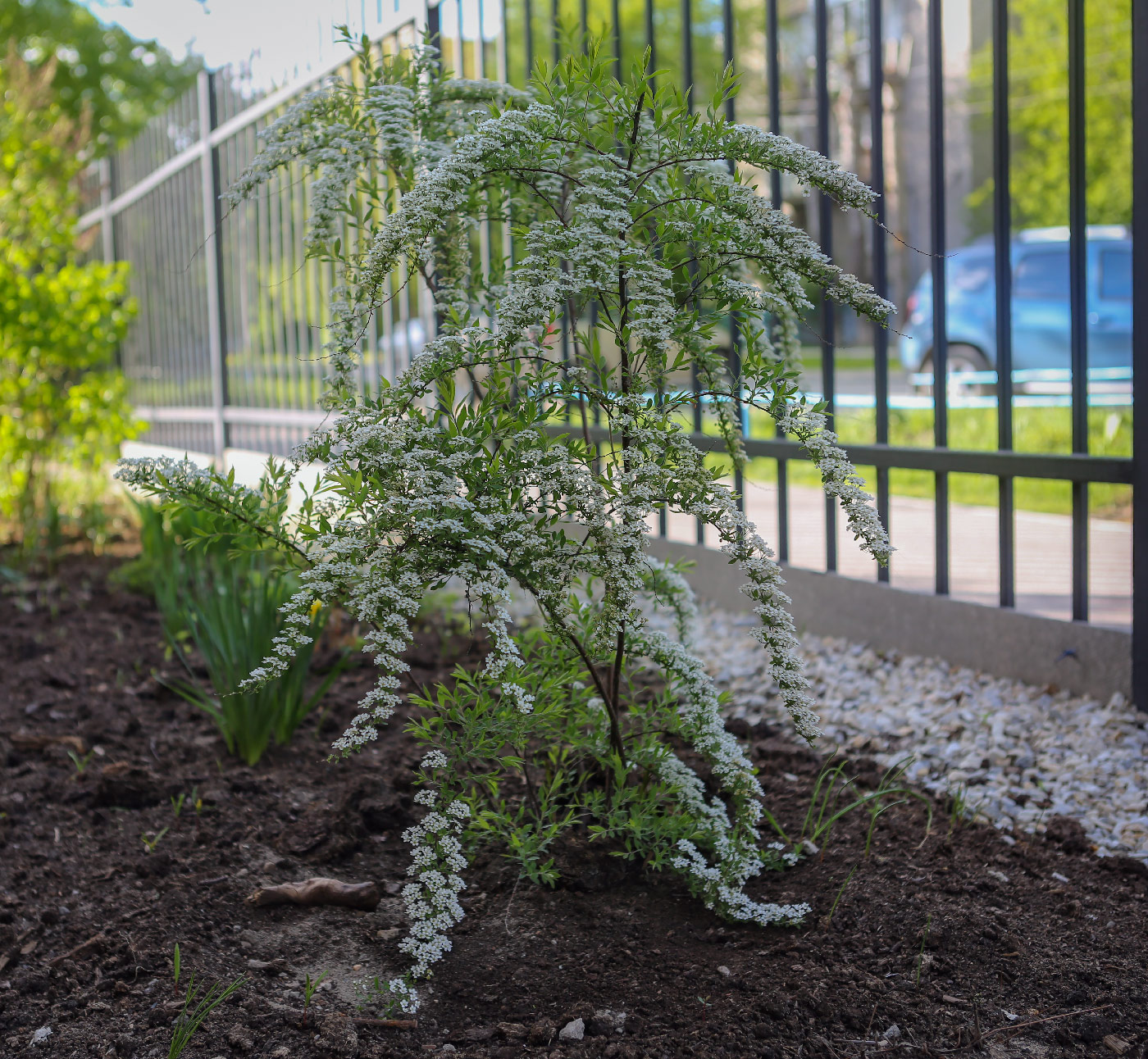 Image of Spiraea &times; cinerea specimen.