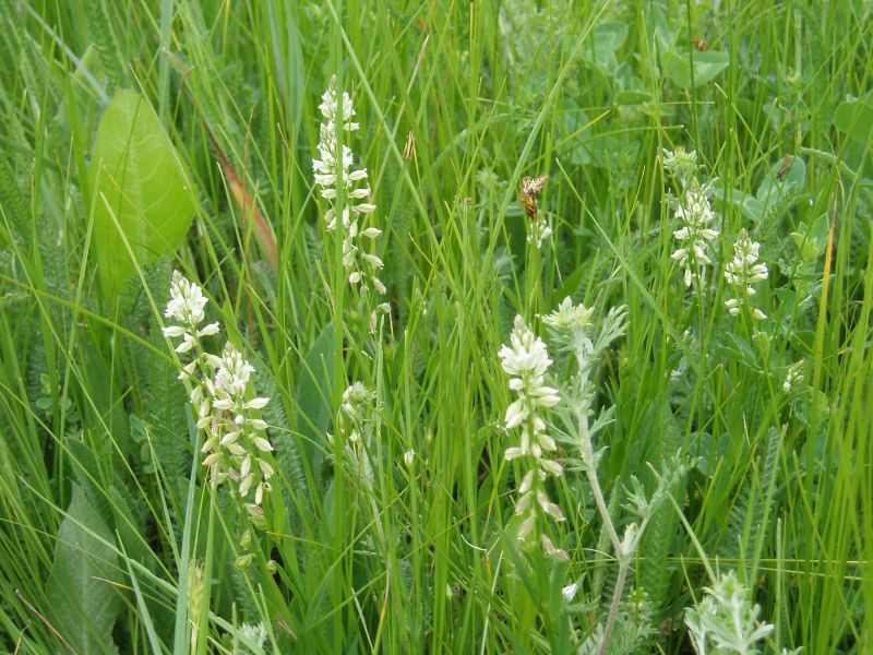 Image of Polygala comosa specimen.