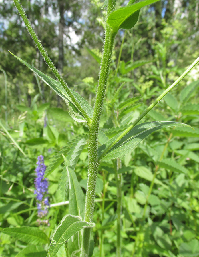 Image of Hesperis sibirica ssp. pseudonivea specimen.